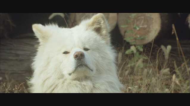 秋田犬蓬夫.2011.日语中字.HD1080P